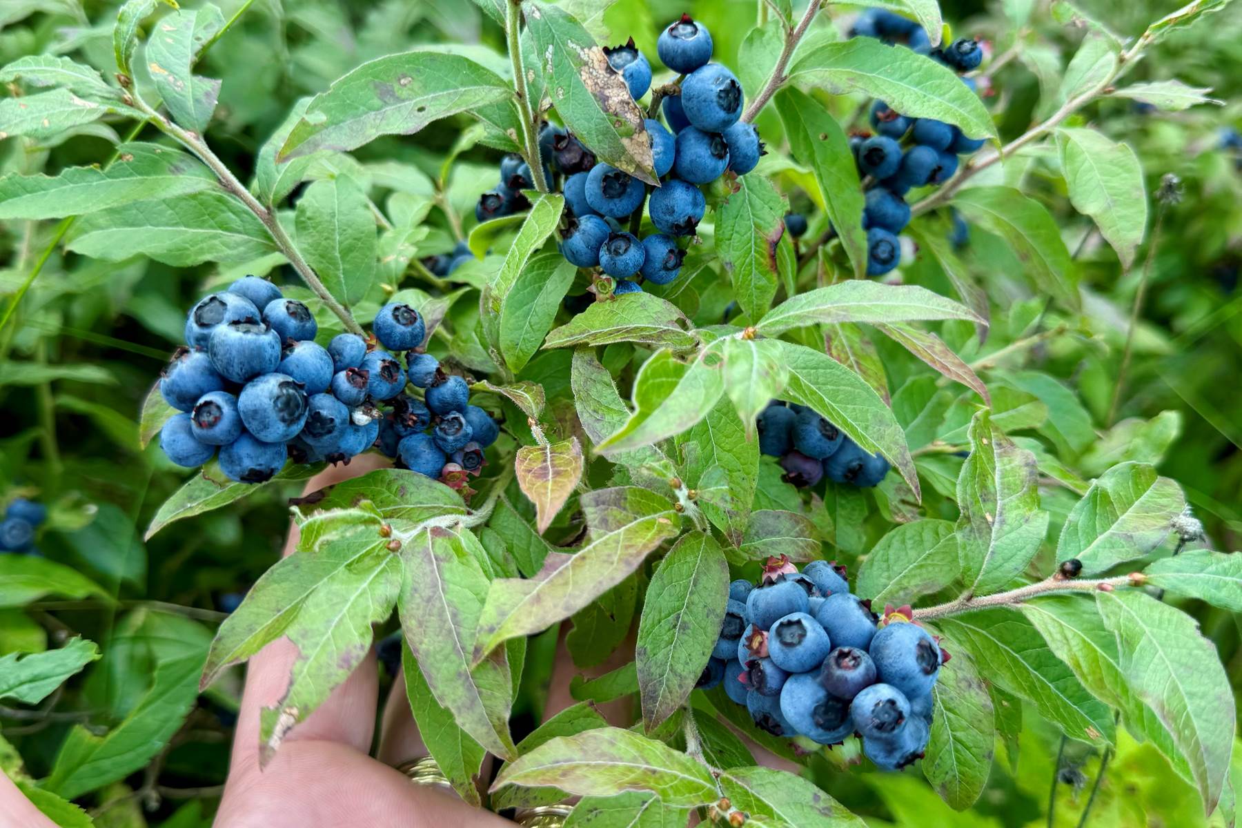 Bleuets sauvages en forêt boréale — Haute-Mauricie Québec-photo-page