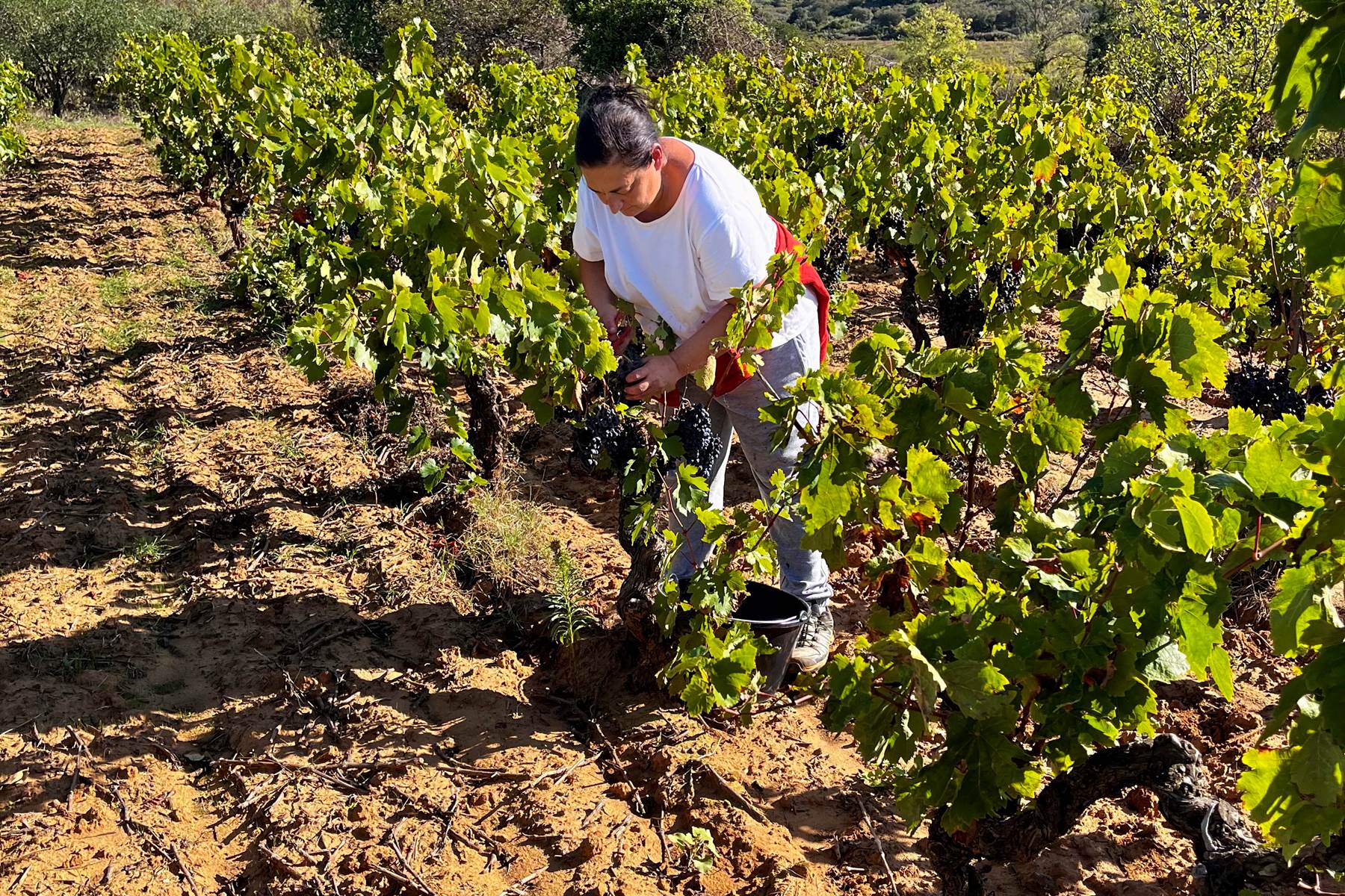 vendanges manuelles de l'un de nos carignans-photo-page