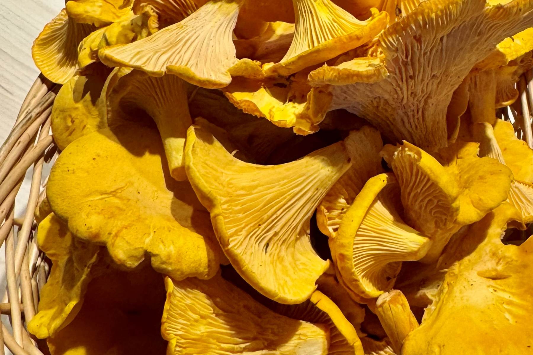 Chanterelles sauvages cueillies en forêt boréale — Haute-Mauricie-photo-page