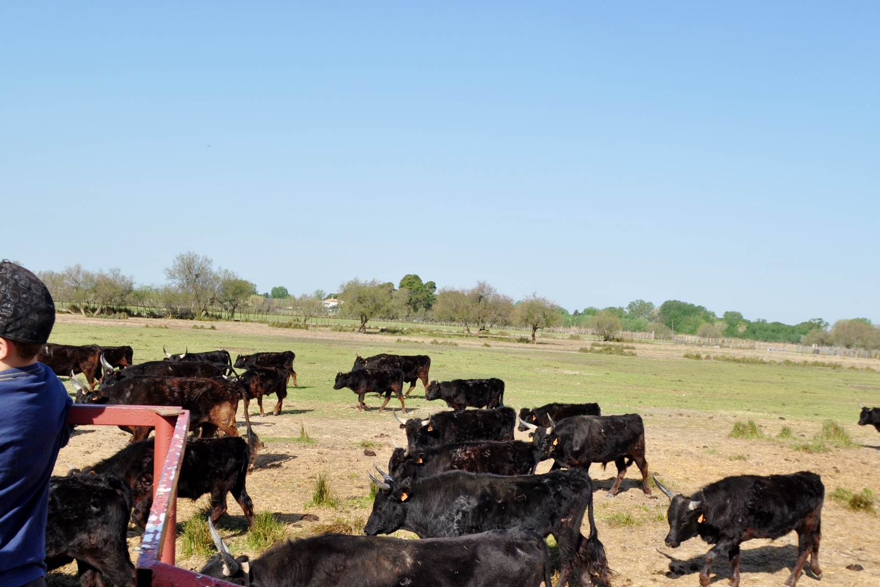 Au milieu des taureaux