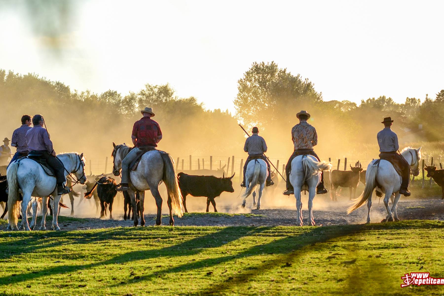 Gardians au Tri de taureaux