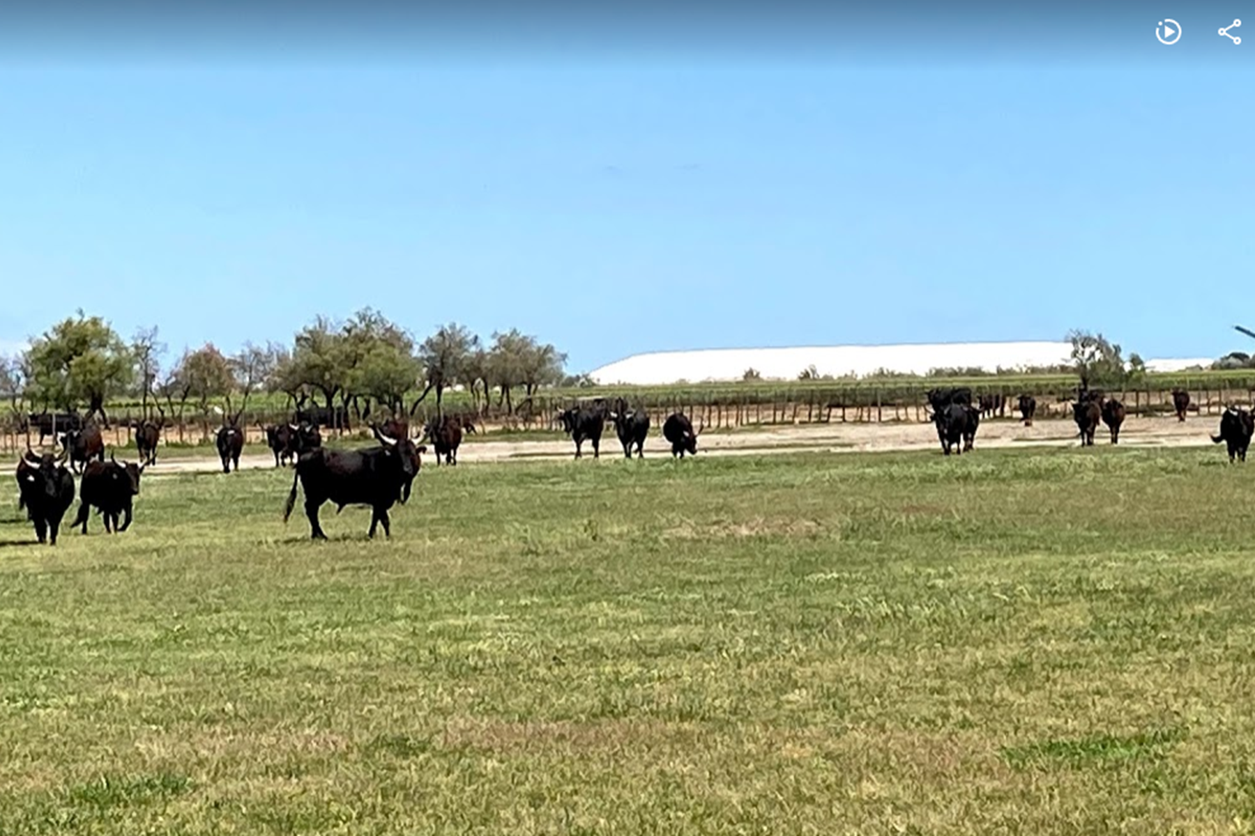Panorama sur les camelles de sel