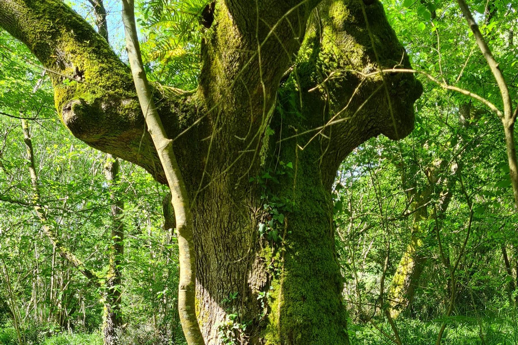 Le chêne centenaire