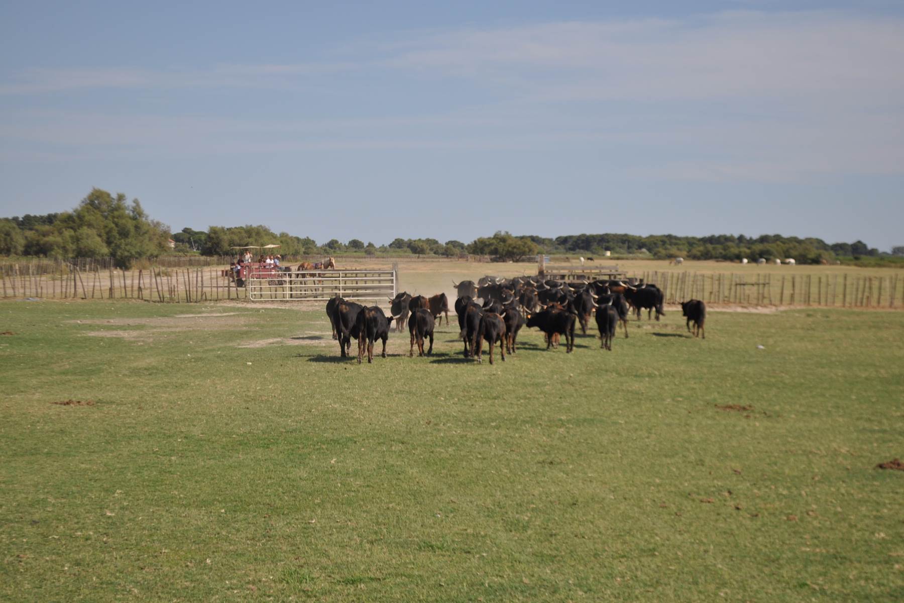 Troupeau en mouvement