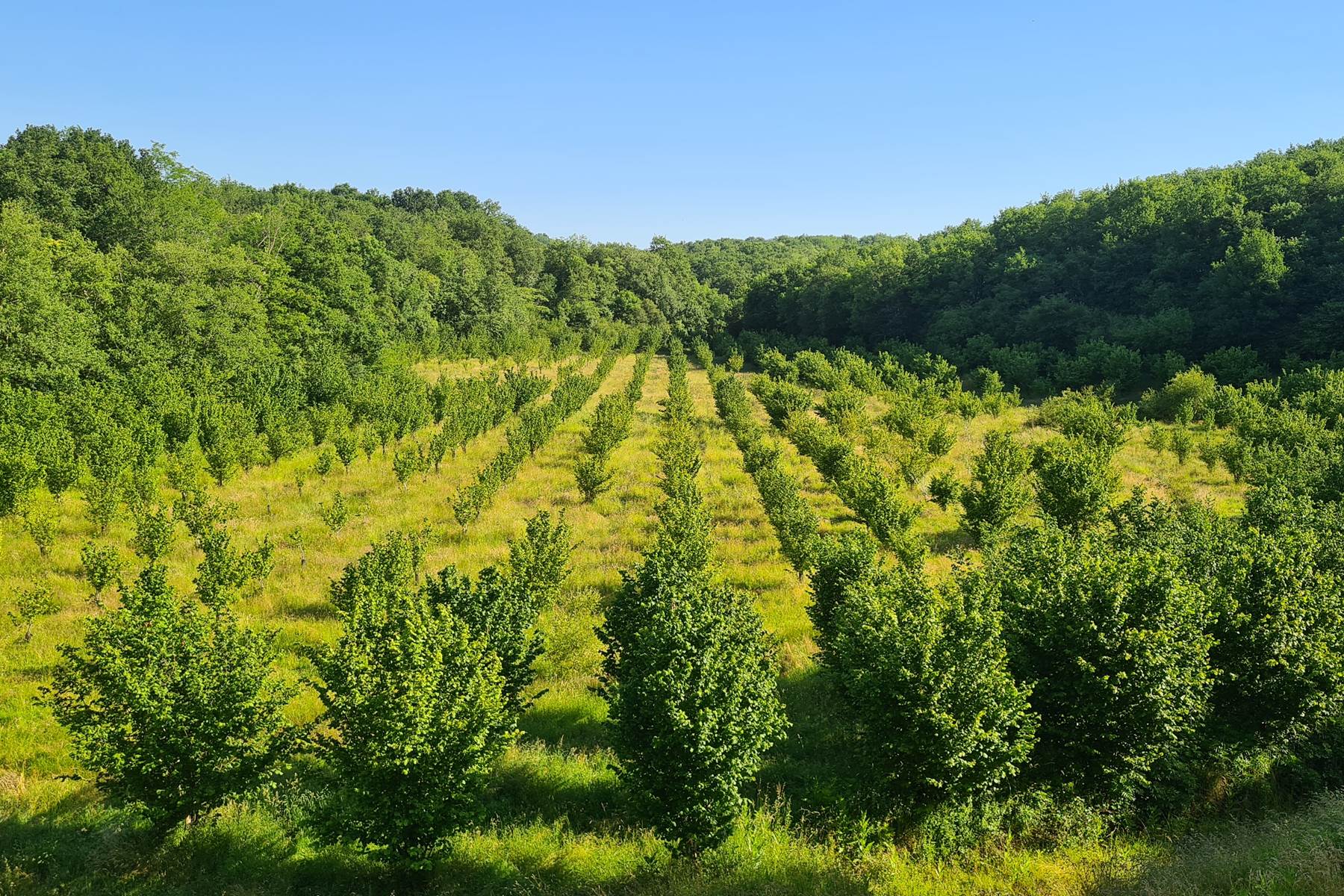 Le verger bio de noisetiers