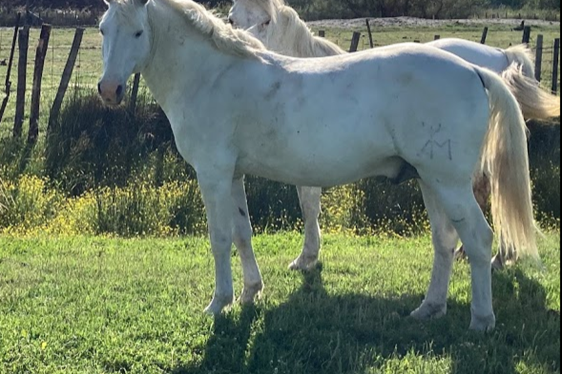 L'étalon et sa chérie !!