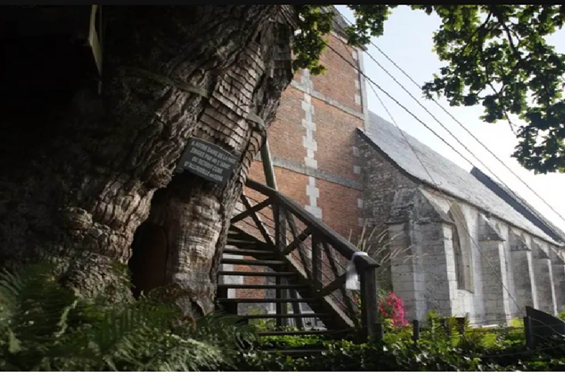 Chêne d'Allouville, Arbre remarquable-photo-page