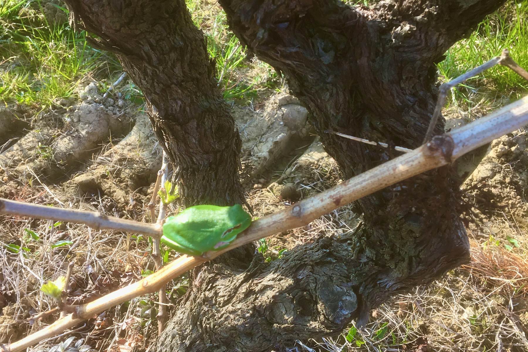Une reinette au pied d'un vieux Carignan-photo-page