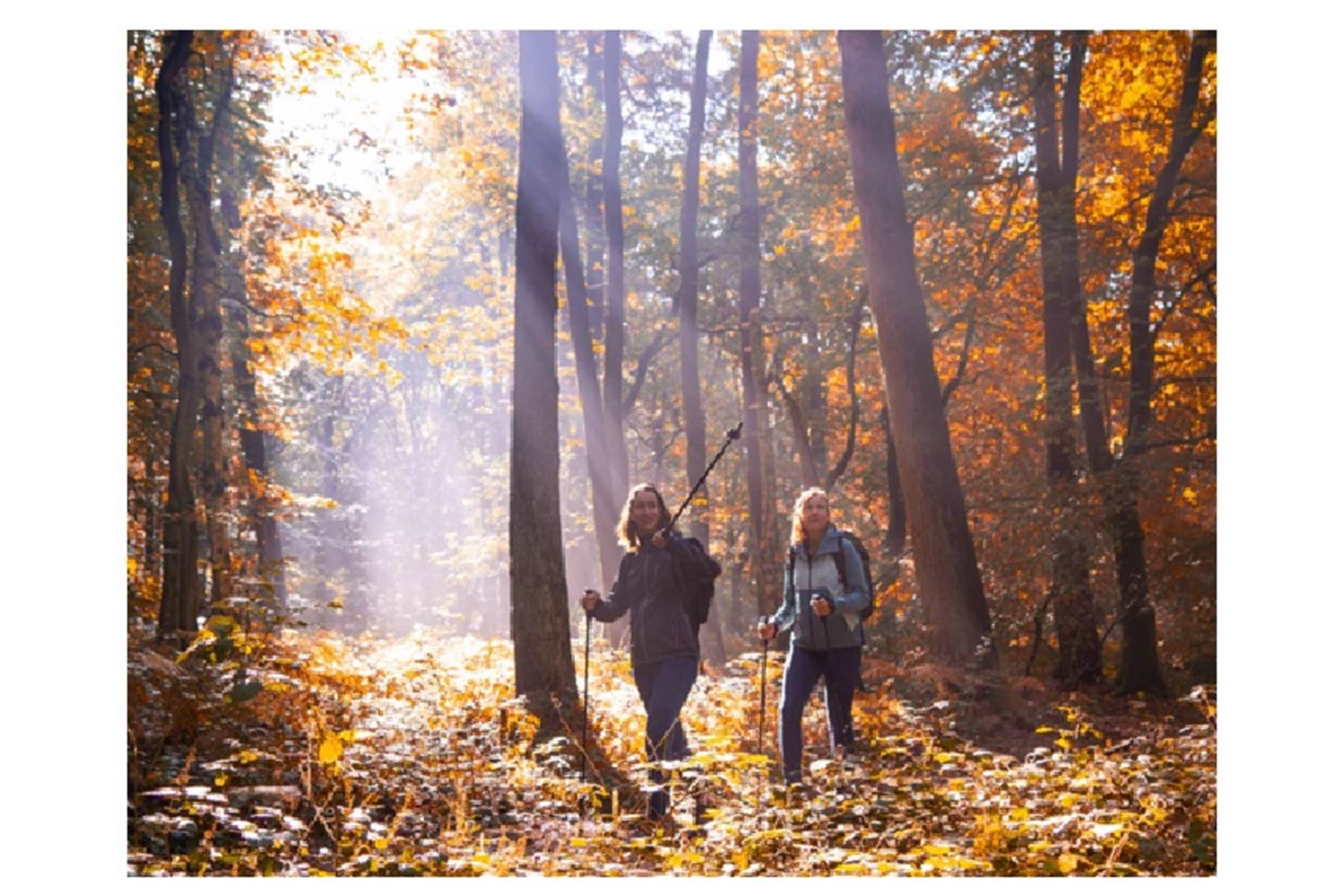 Rando Forêt d'automne-photo-page
