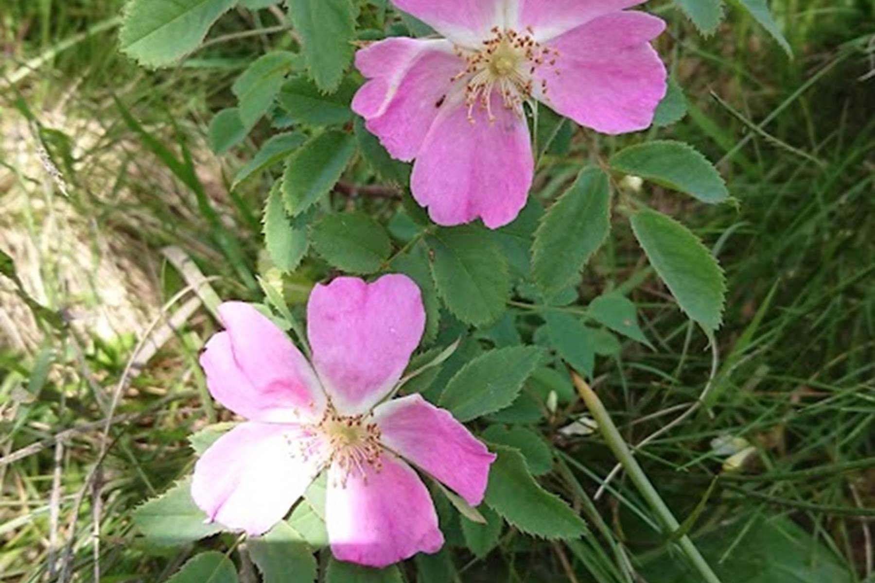 Sans titre-photo-page