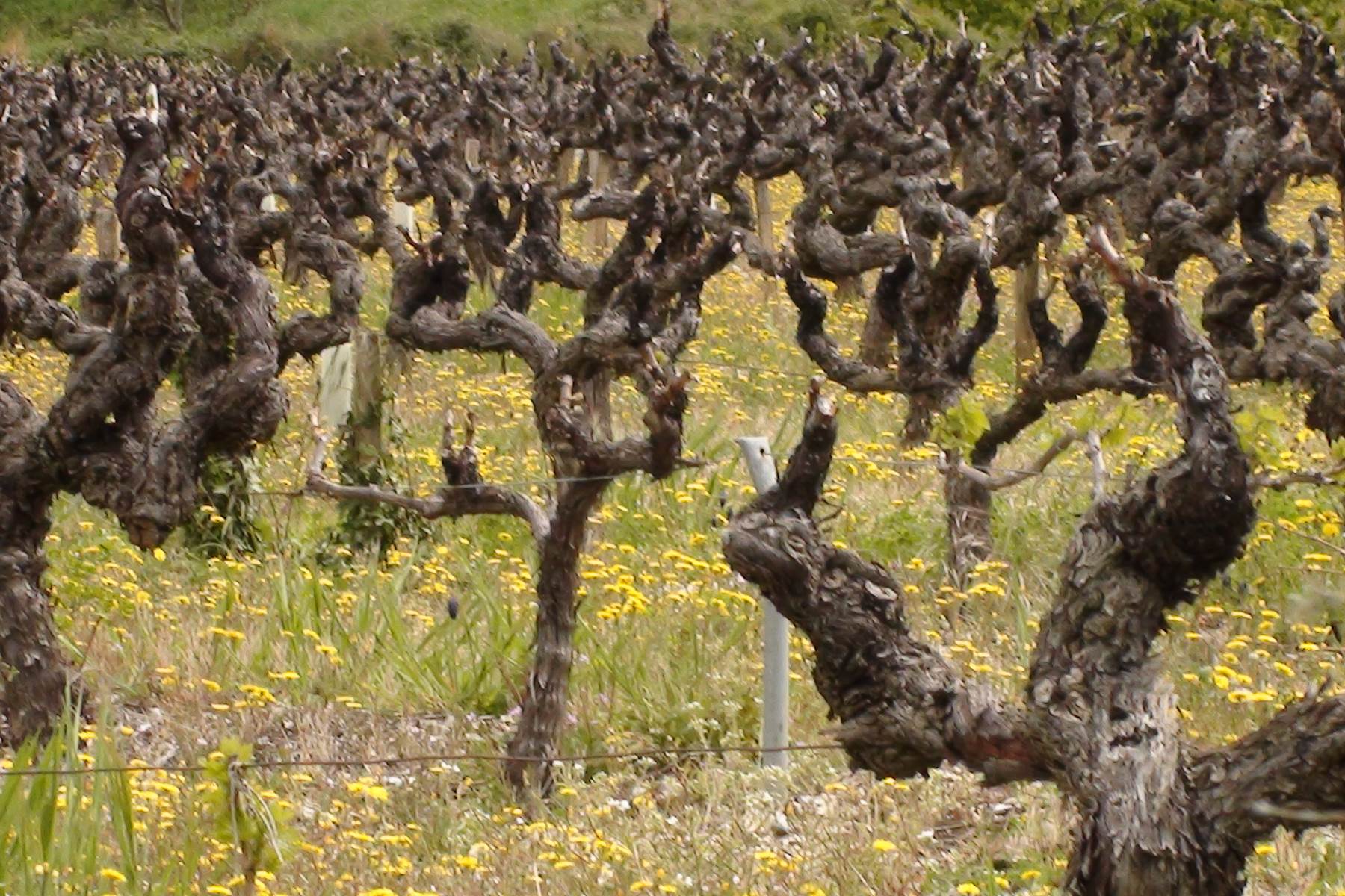 le vignoble de chateauneuf du pape-photo-page