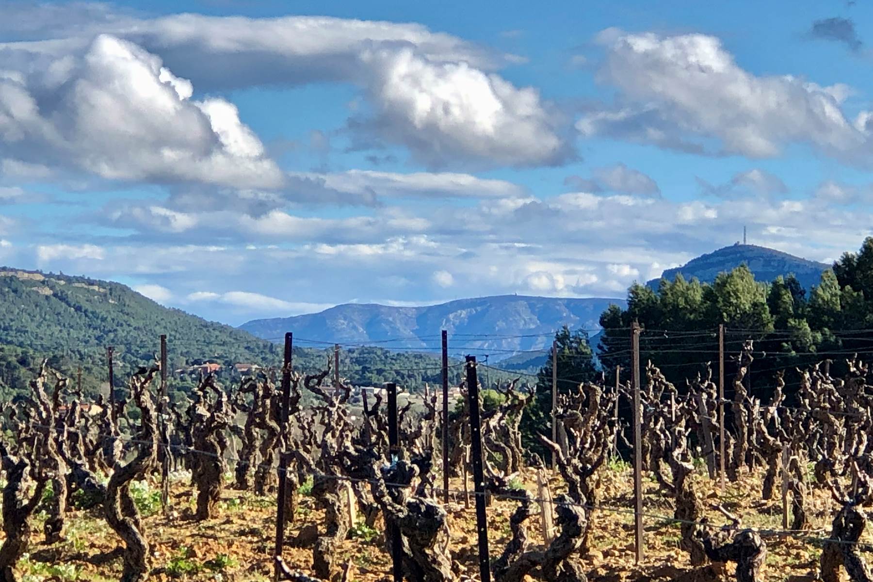vignes en hiver-photo-page