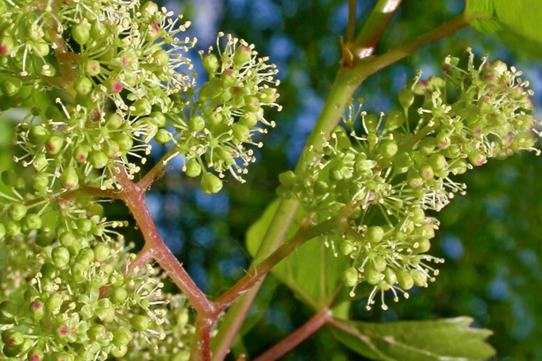 fleur de la vigne-photo-page