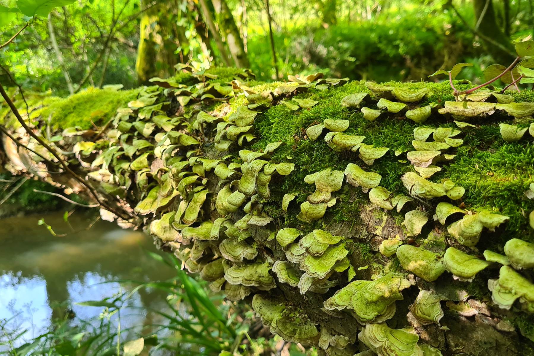 Champignons du bois