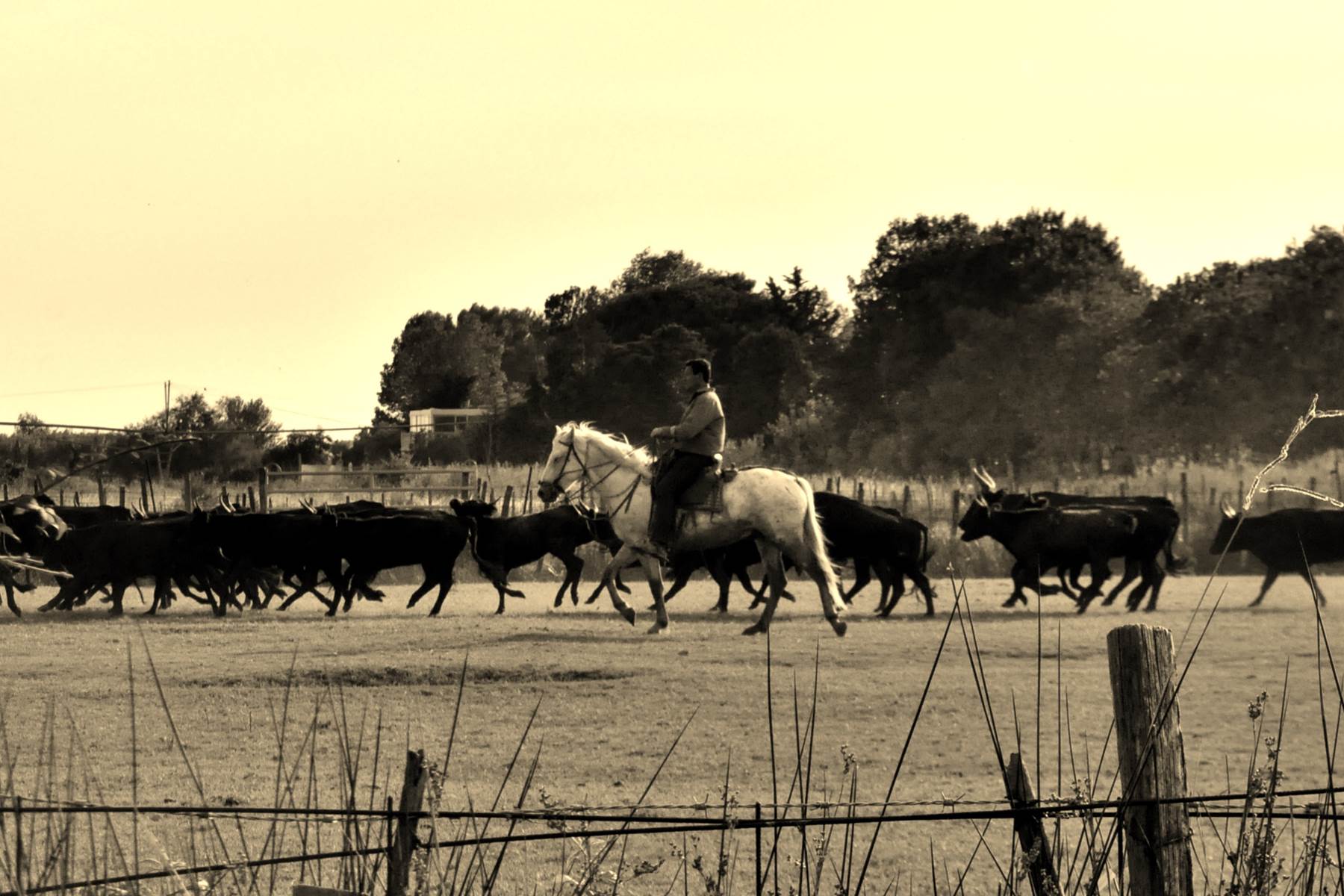 Déplacement du troupeau
