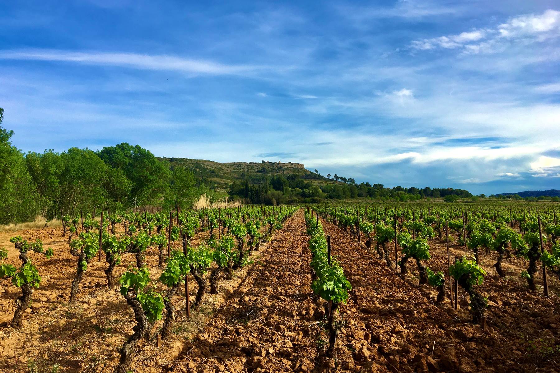 l'un de nos vieux Carignan-photo-page