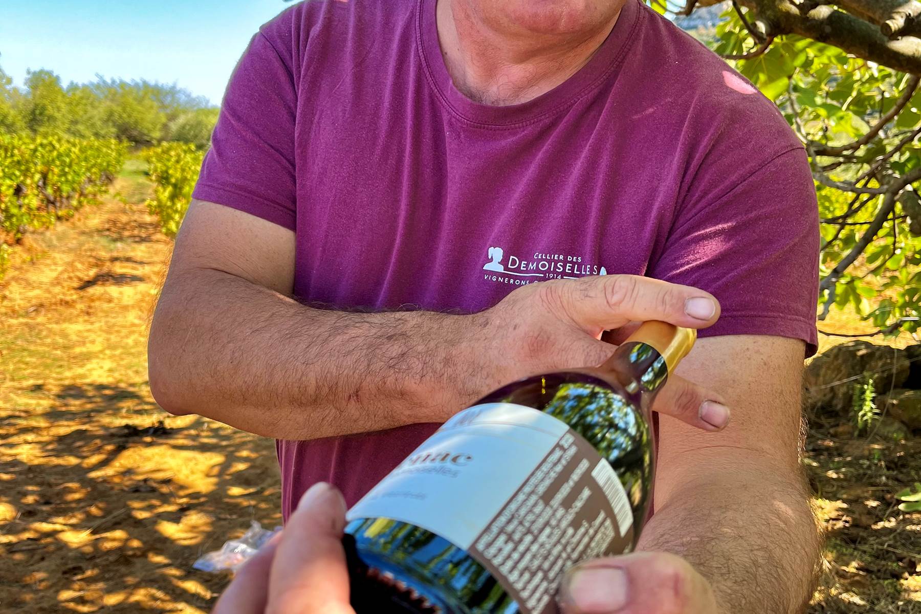 Nous produisons du Corbières Boutenac-photo-page