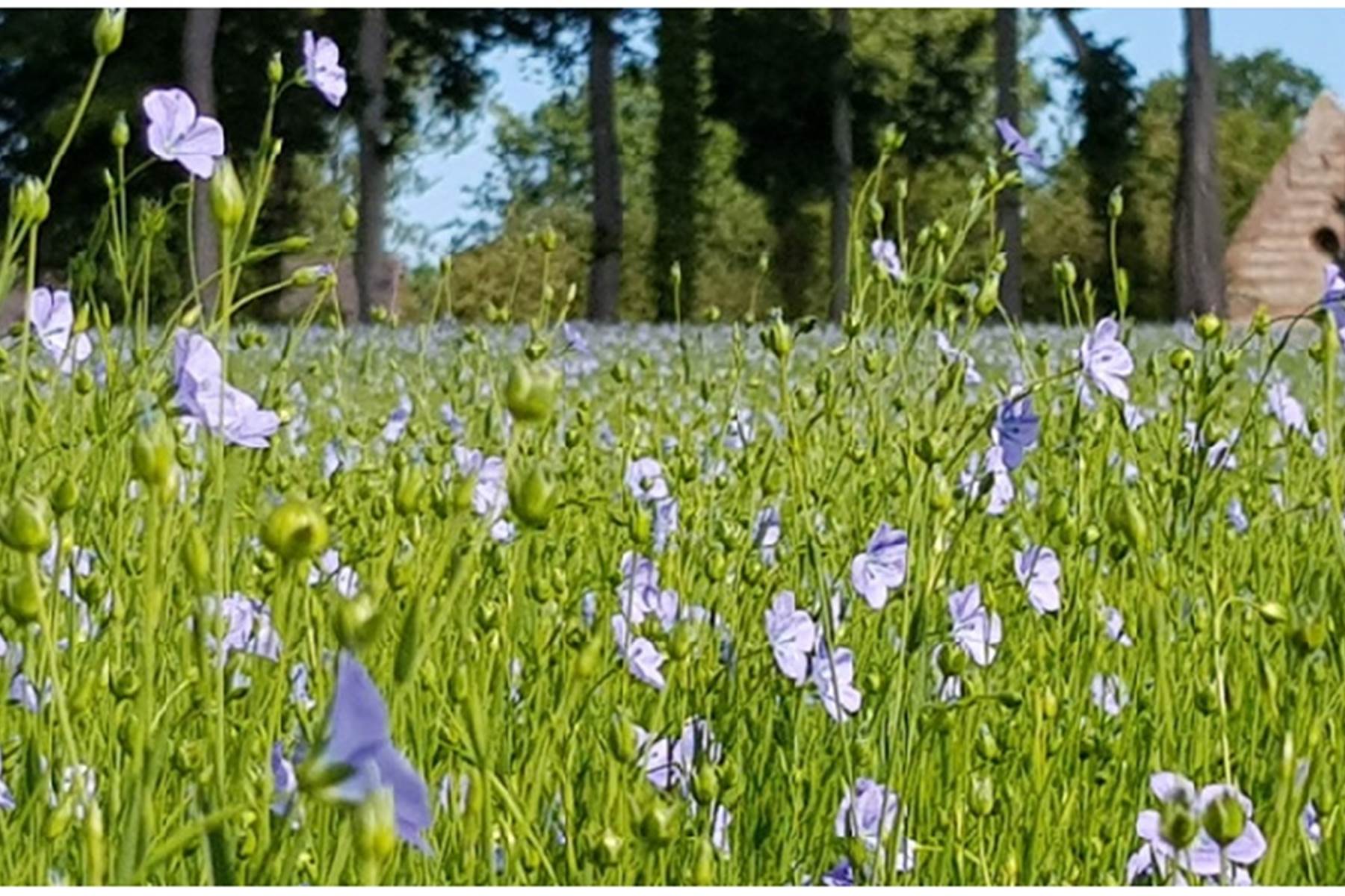 Champs de lin - Pays de Caux, 1er producteur mondial-photo-page