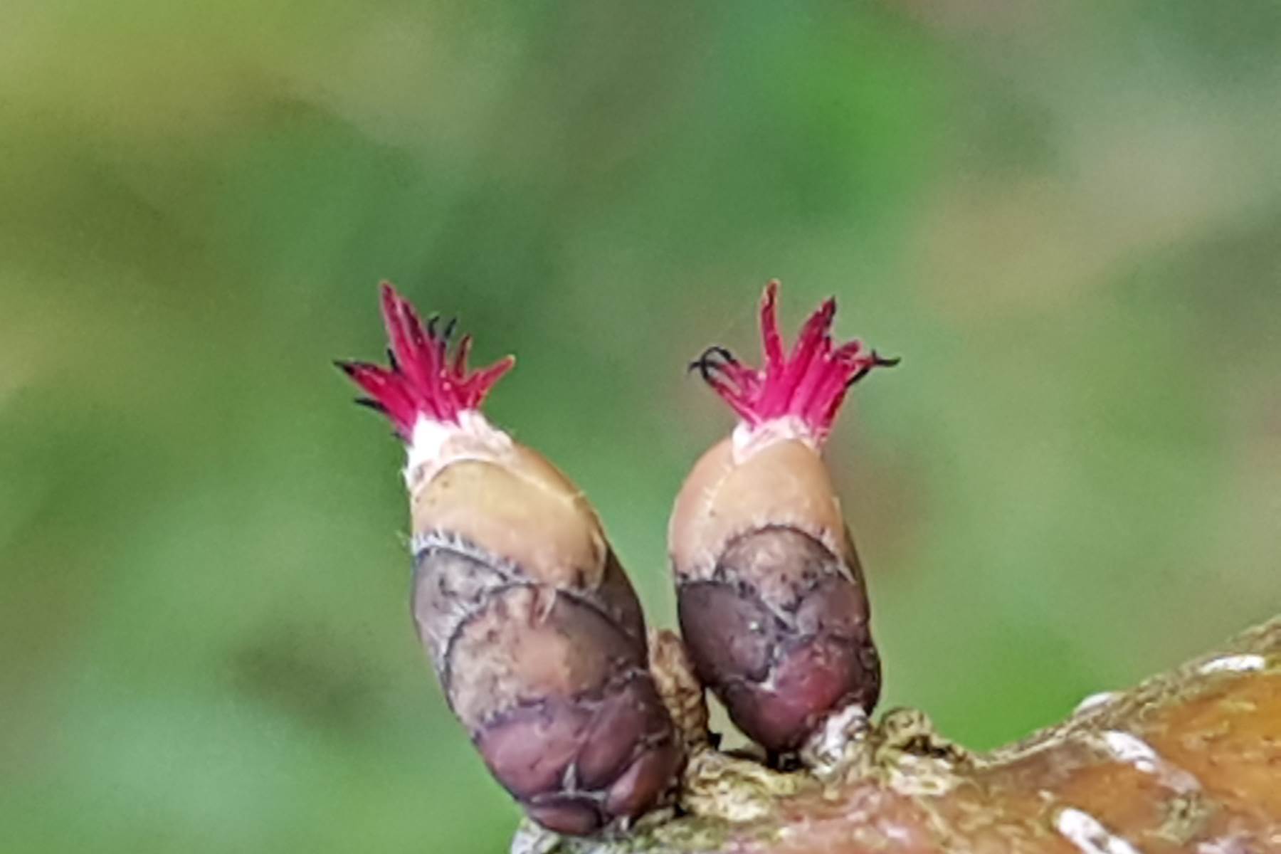 Flores femeninas del avellano