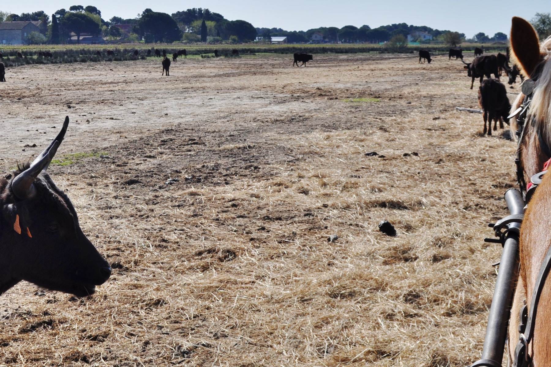 Au coeur de la manade