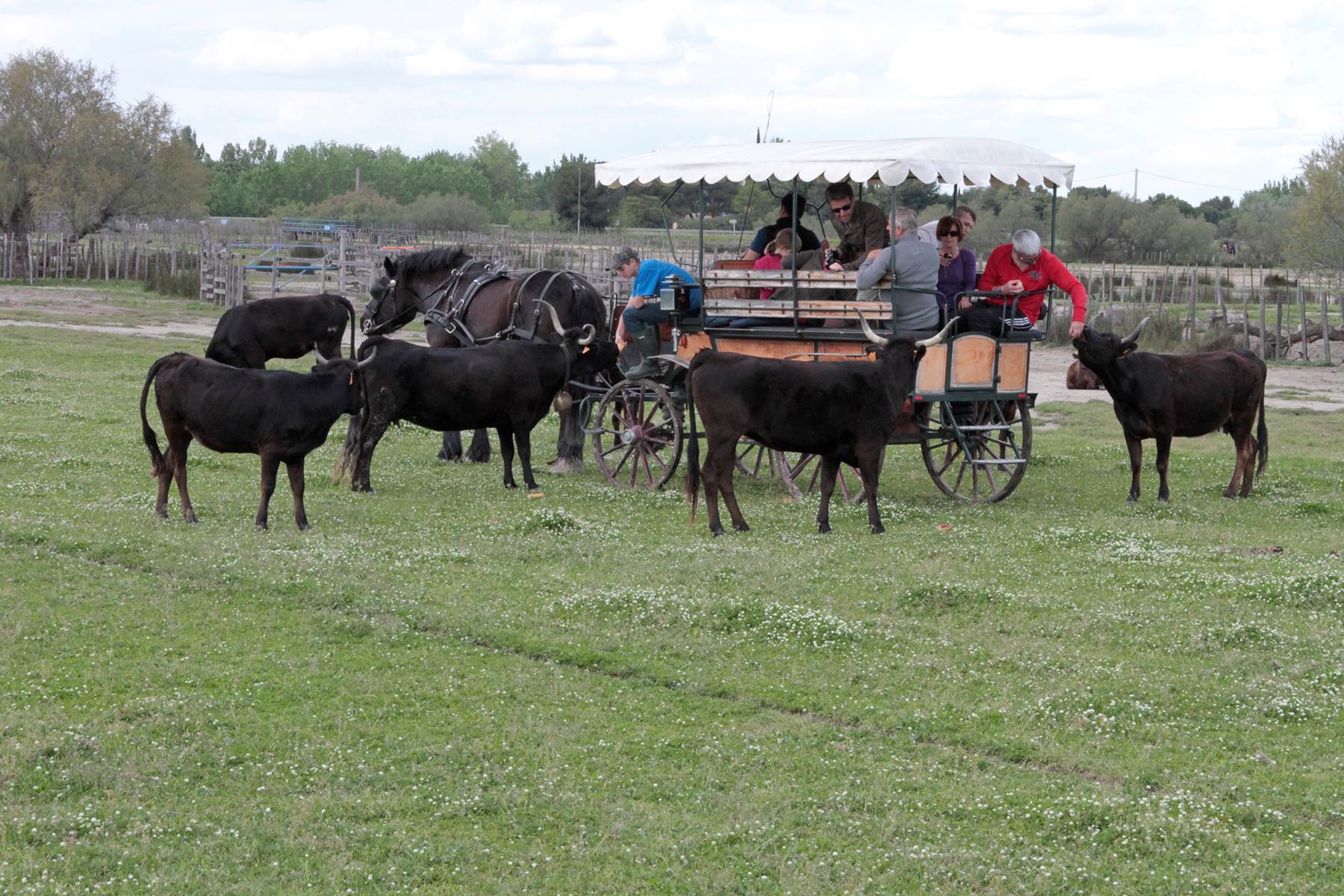 Au plus près des vaches