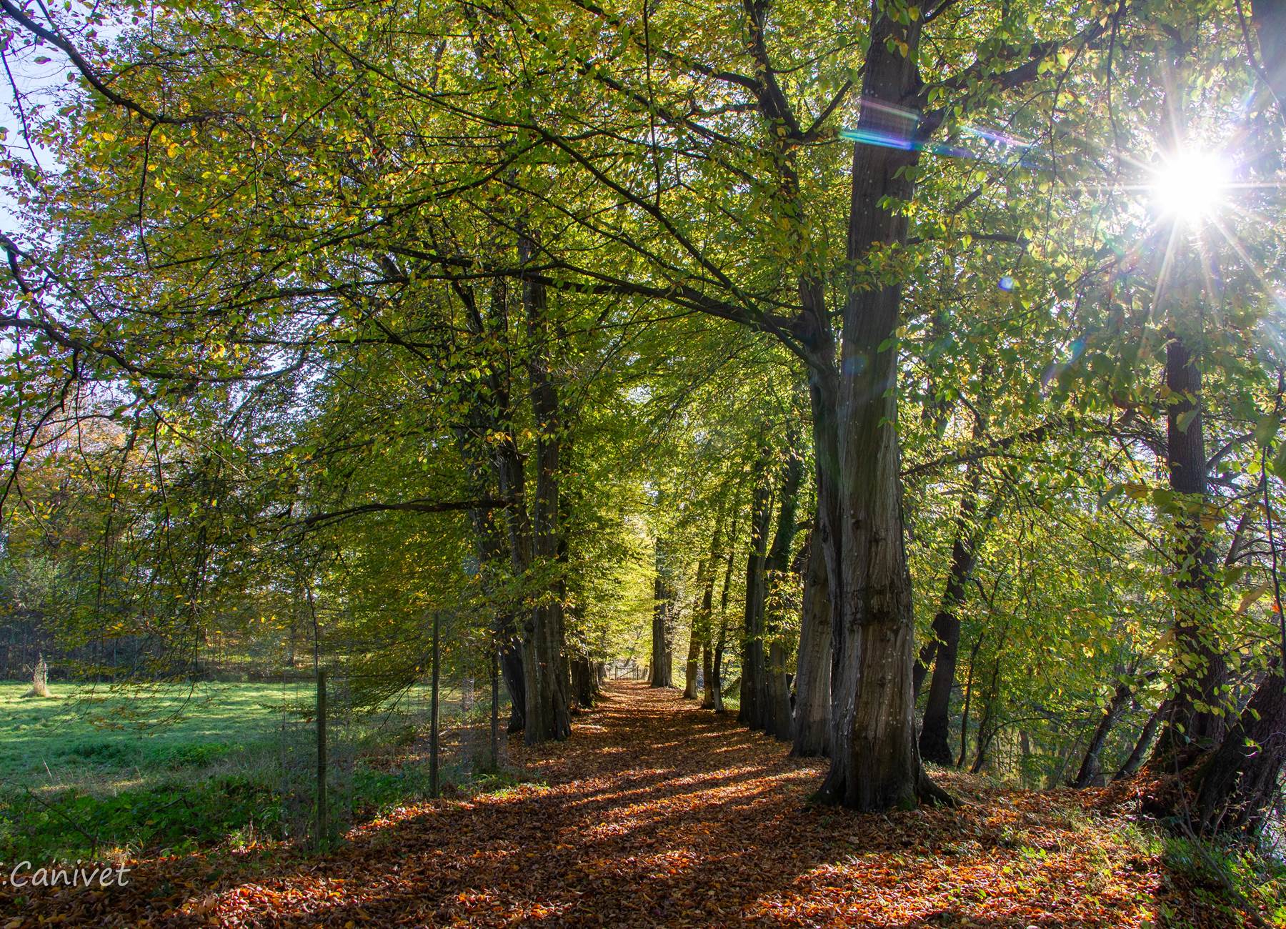 Balade en forêt - photo par F. Canivet