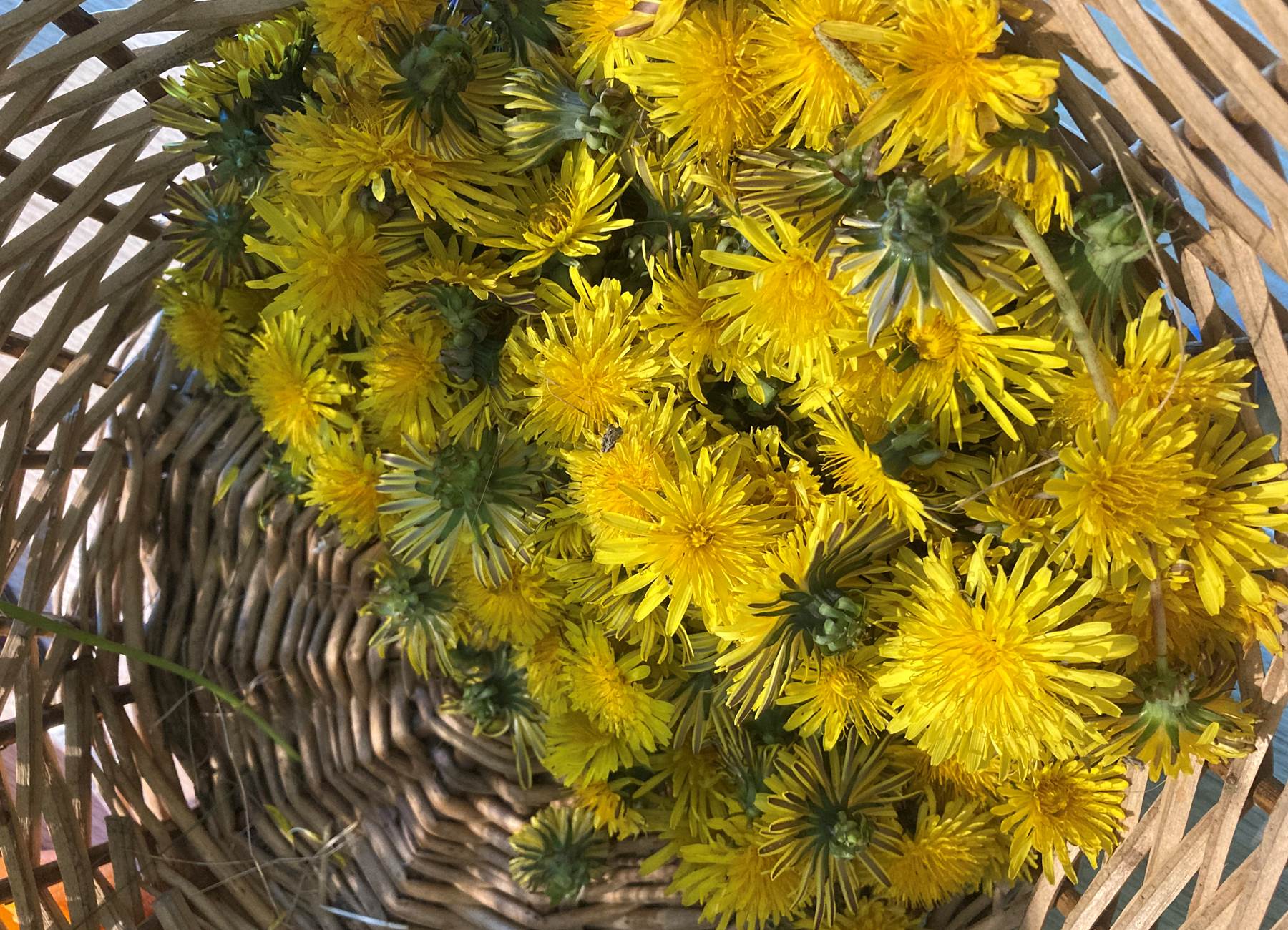 préparation gelée de pissenlit