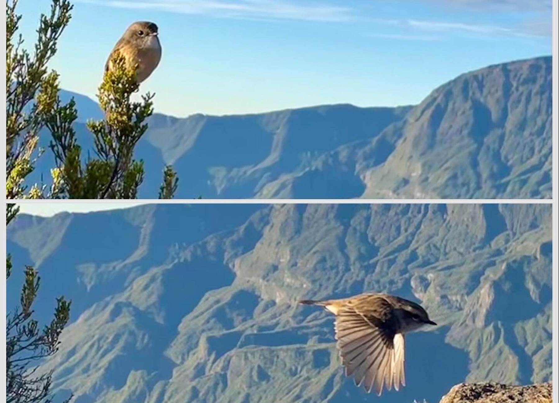 Oiseaux  au sommet de la Roche Ecrite