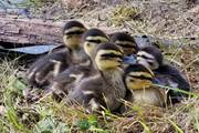 Canetons sauvages nés au Moulin de Crouy