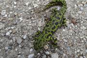 Une salamandre surprenante au cœur du domaine