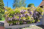 Glycine de La Geonelle