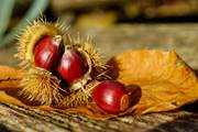 Chataignes ou Castagna en niçois