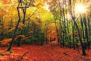 L'automne en Ardenne