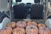 La fête de la courge se prépare à Mailhac