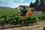 Venez découvrir les vendanges du Minervois