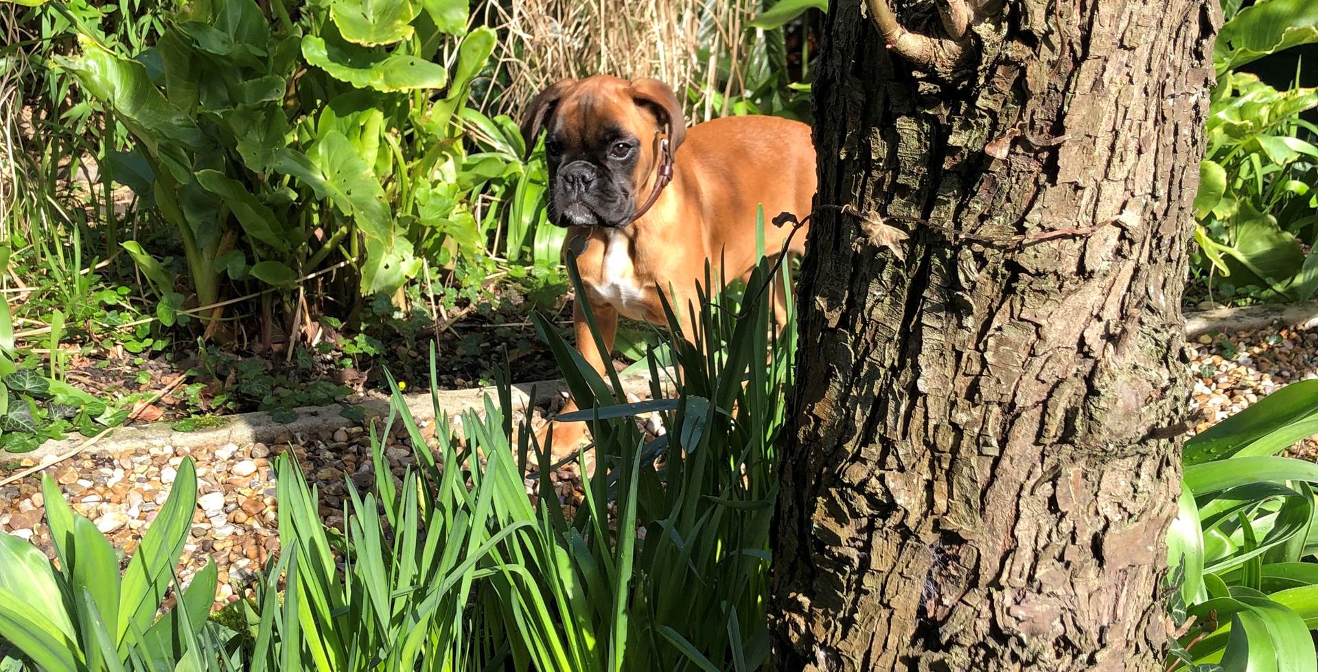 Praline joue à cache-cache dans le jardin
