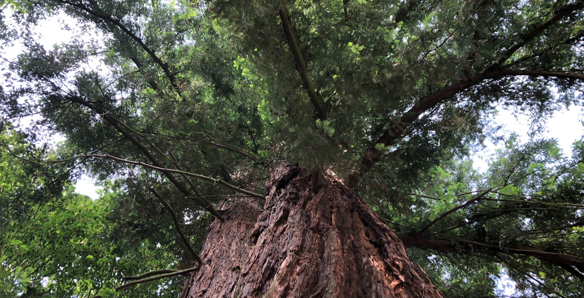 Le splendide Séquoia à deux têtes  de 300 ans, s'il pouvait parler  ?