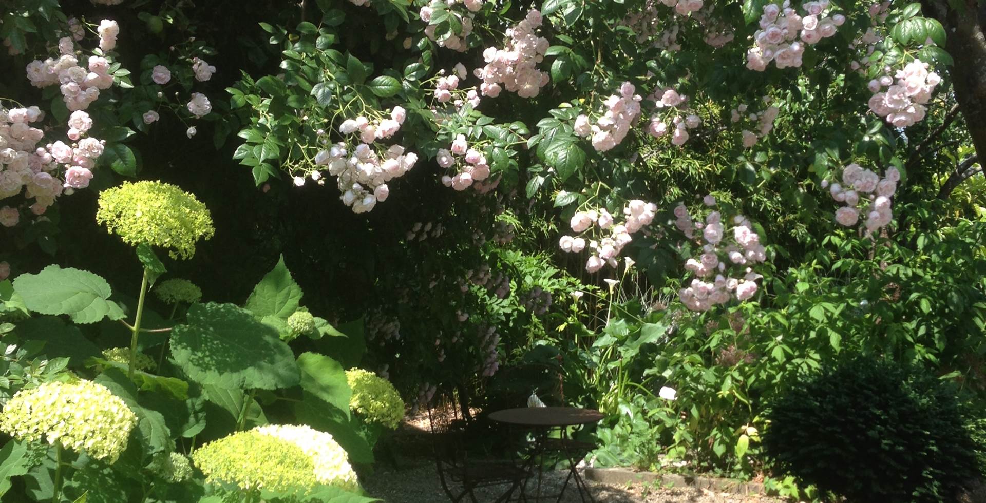 Un rosier géant s'agrippe aux fruitiers du jardin