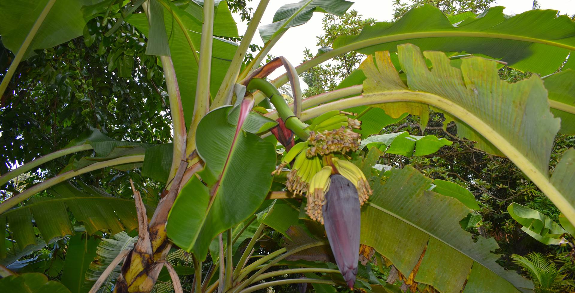 Bannanes et sa fleur N°1