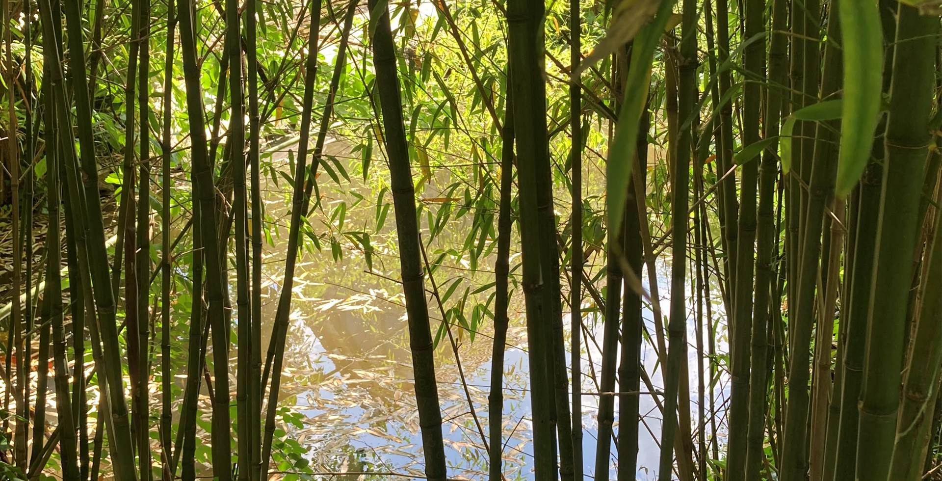 le petit bois de bambou
