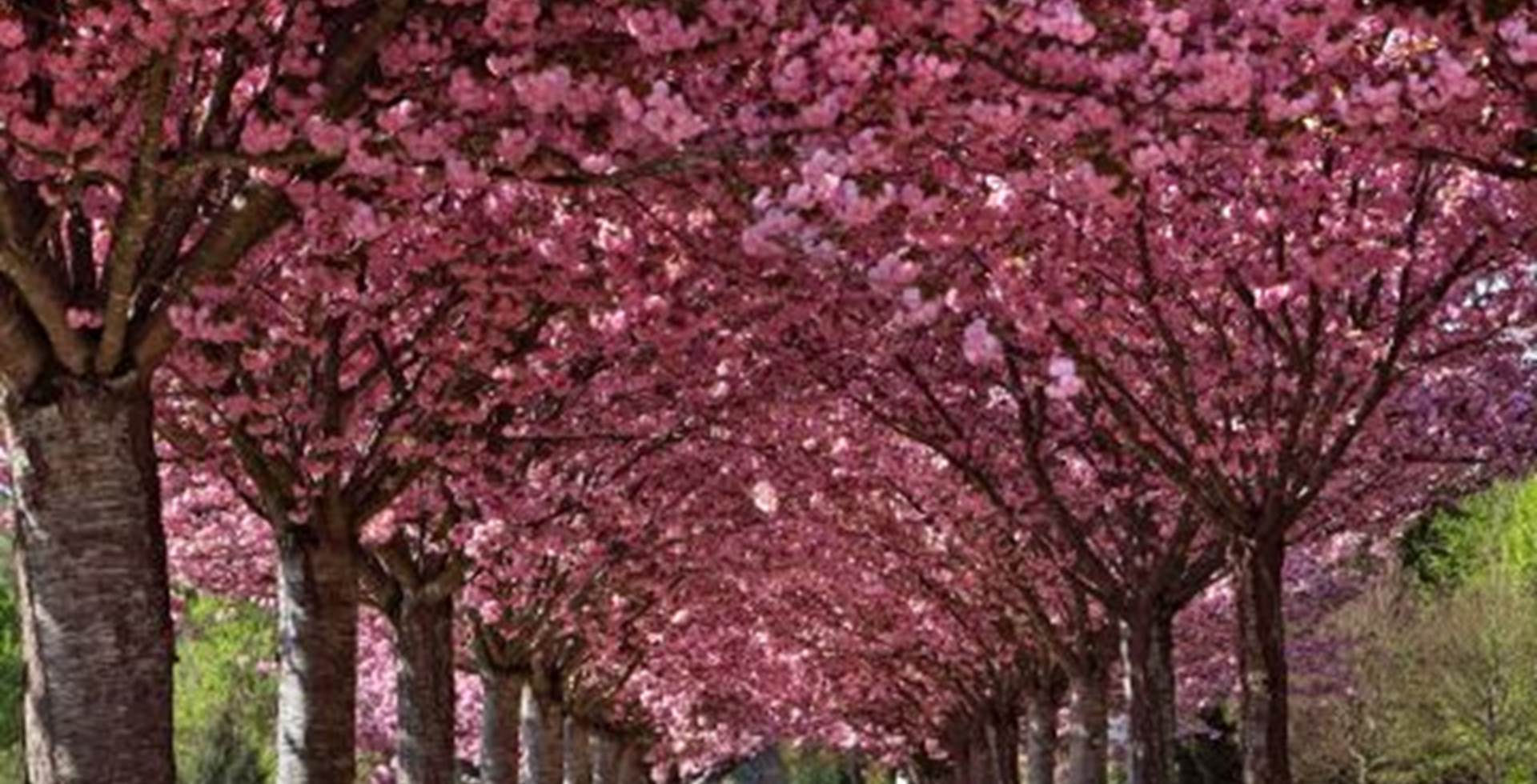 chateau-jardins-beauregard-val-de-loire