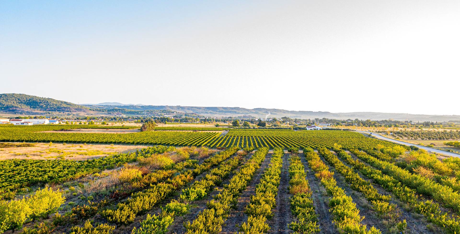 gîtes au cœurs des vignes