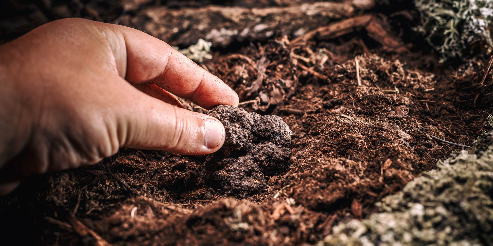 Recherche de truffes en Haute-Marne