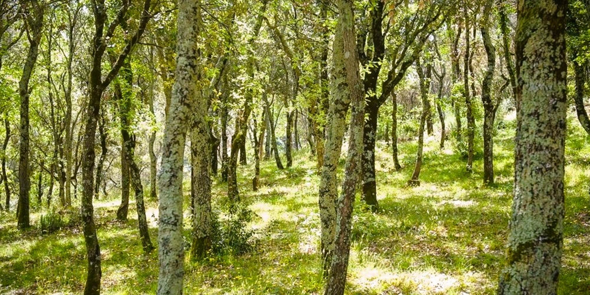 La forêt de Cocody
