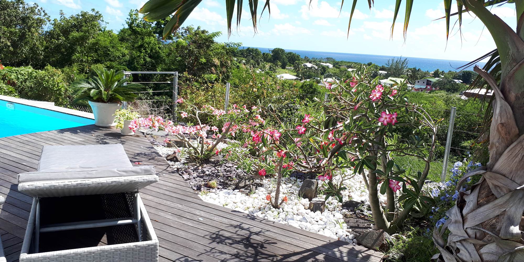 Rose du désert et océan azur