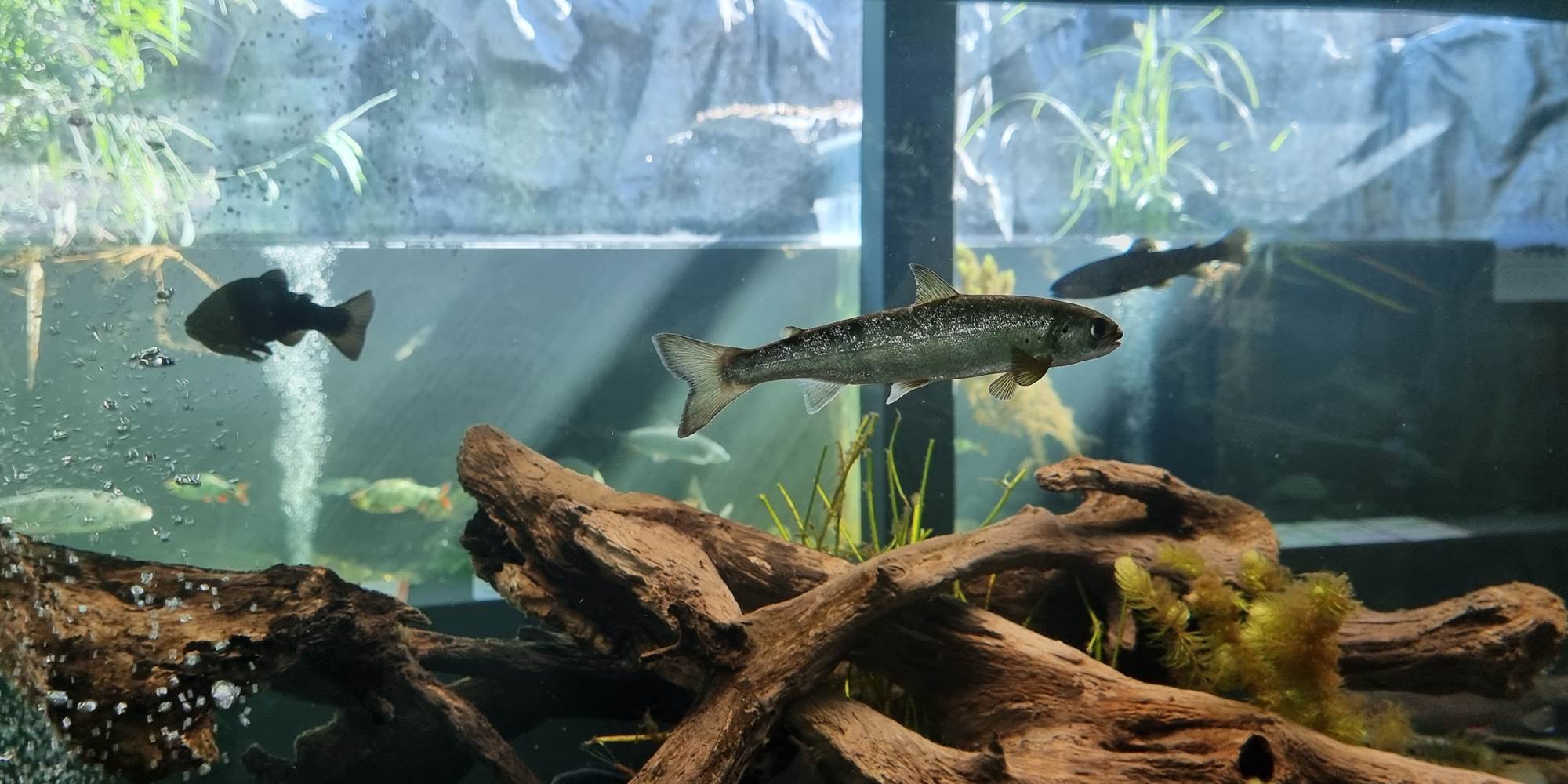 aquarium-poisson-wallonie