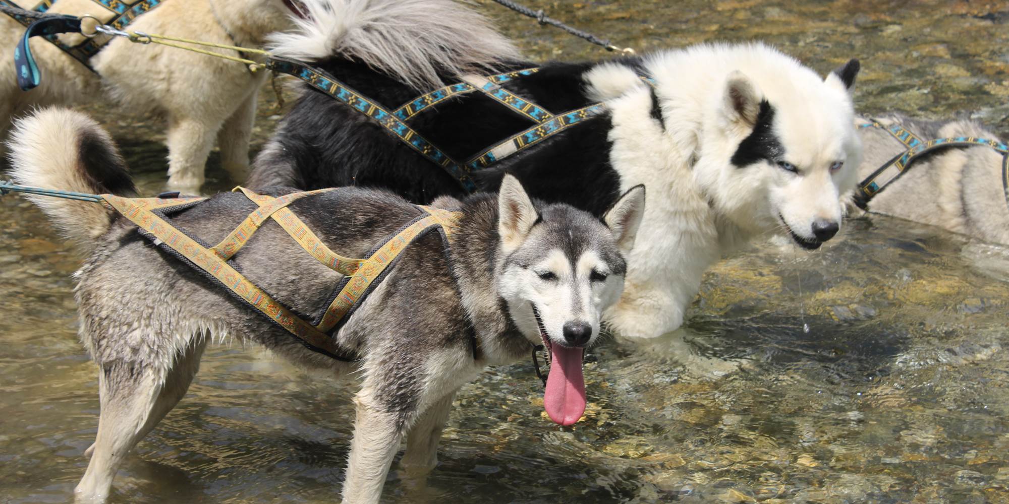 CaniRando avec les chiens de traineau