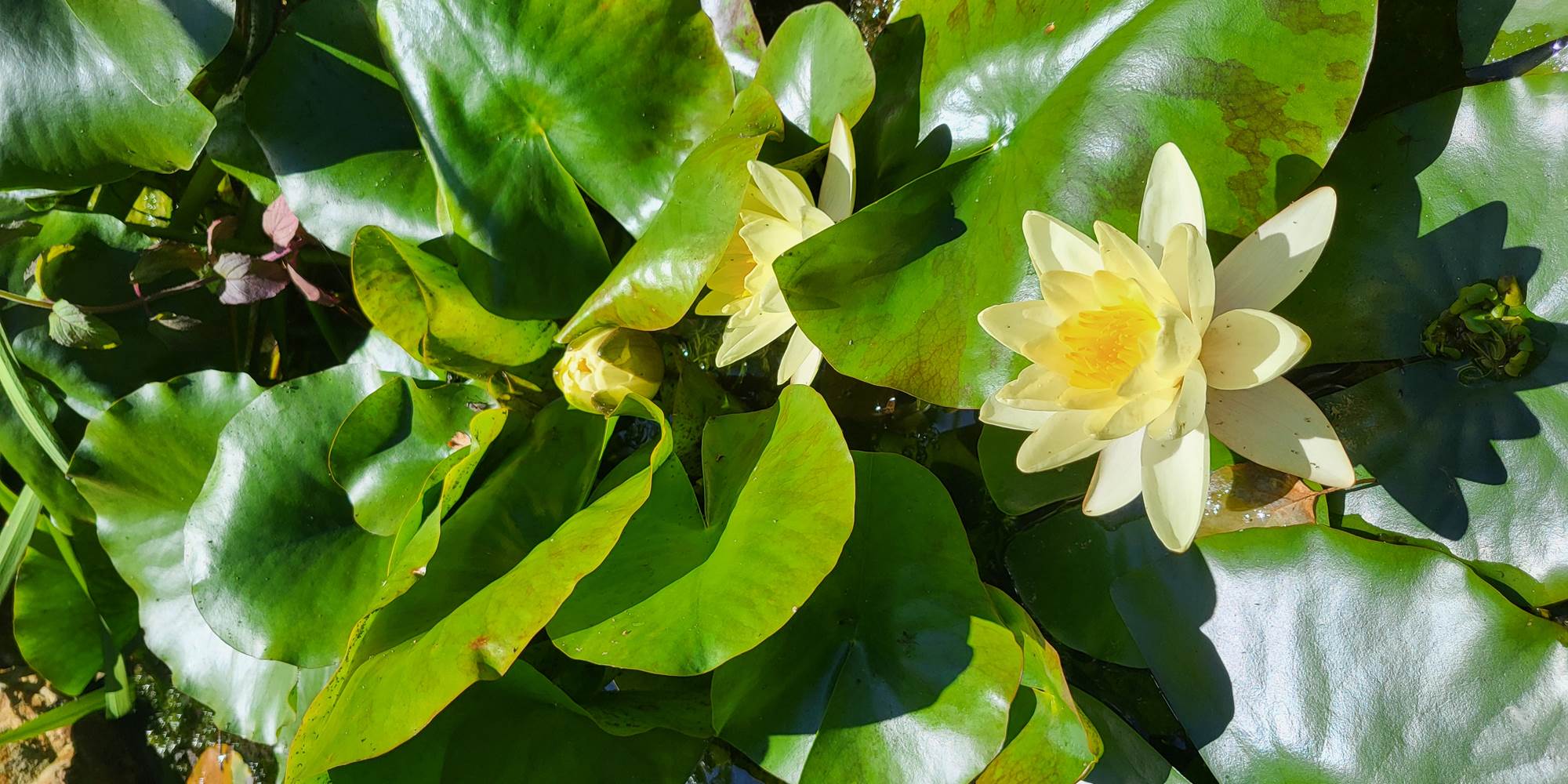 au jardin de Belaora-presta