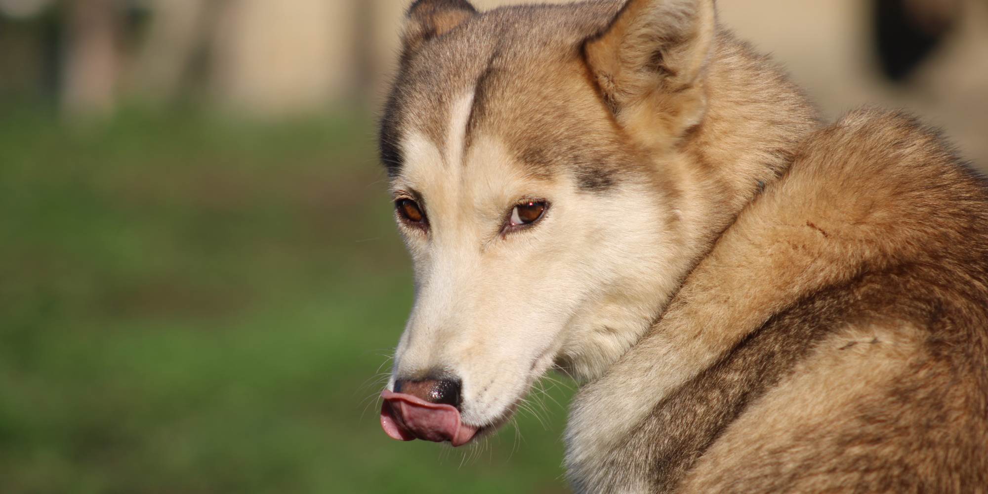 Jerk une de nos Huskies