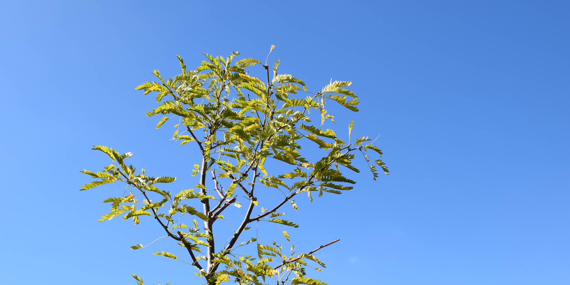 Nouvelles plantations